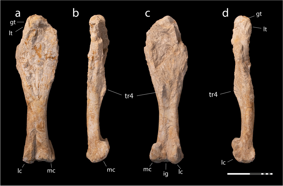 File:Lambeosaurinae indet. (right femur).png