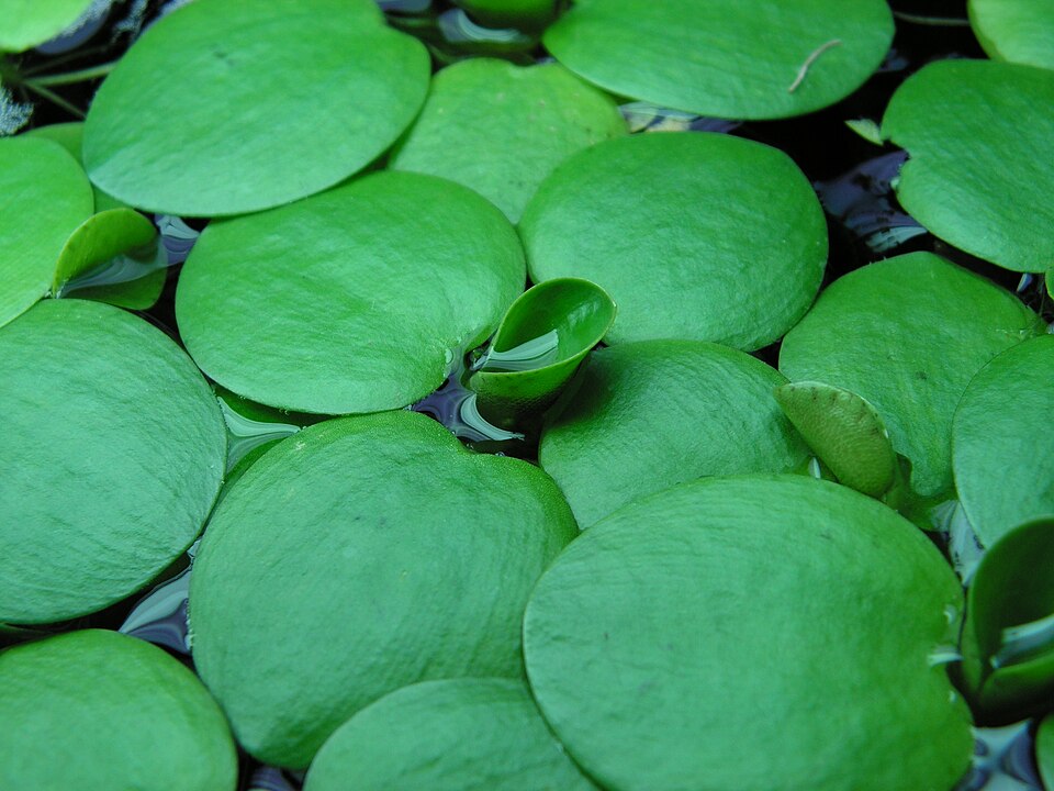 File:Limnobium laevigatum.JPG