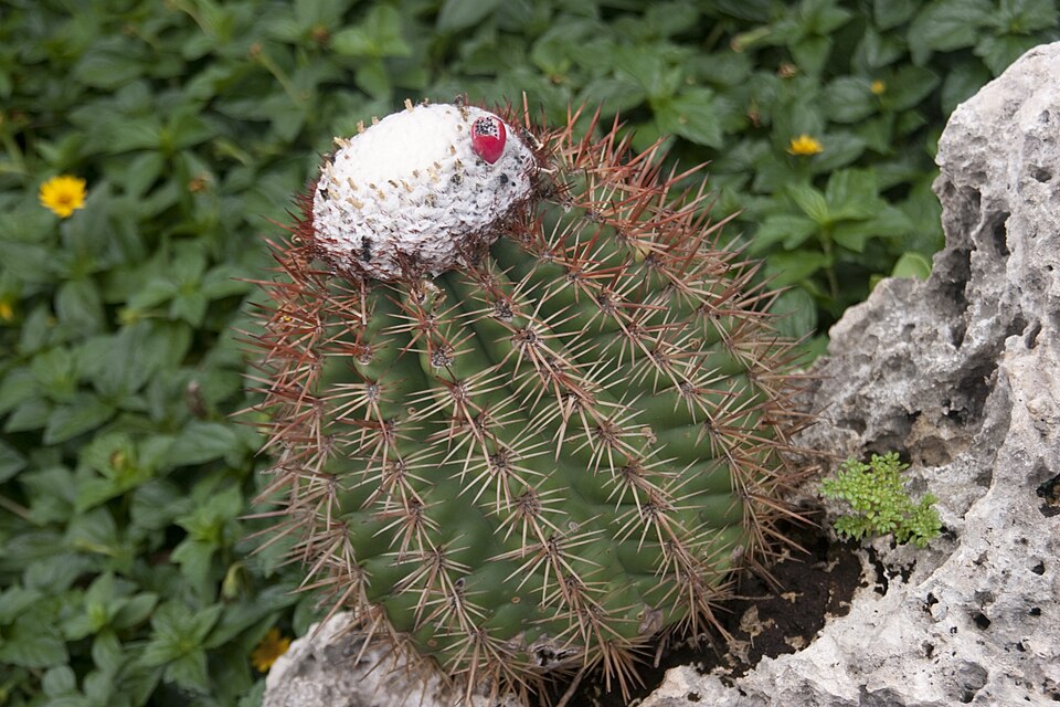 File:Melocactus macracanthos subsp. macracanthos (6253748197).jpg