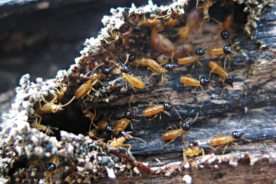 File:Nasute termite soldiers.png