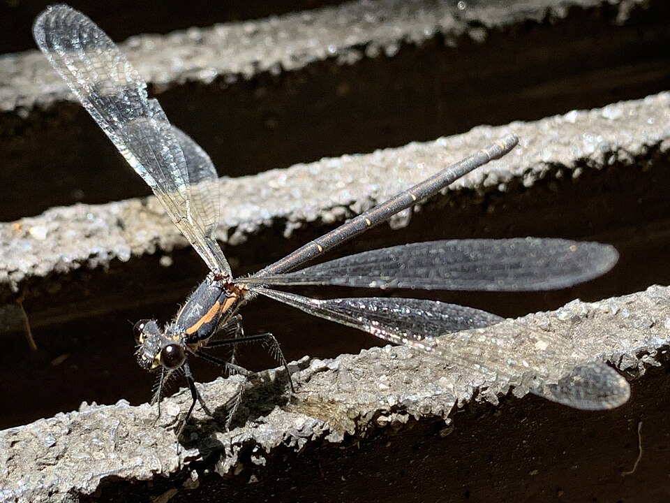 File:Photograph of Common Flatwing damselfly (2).jpg