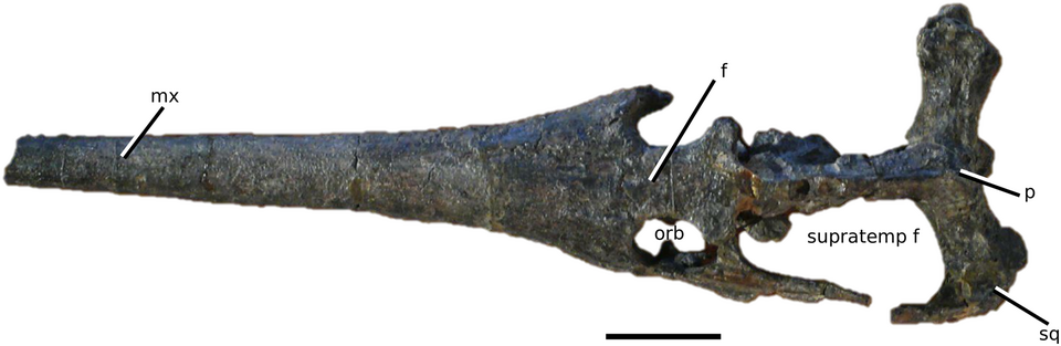 File:Proexochokefalos cf. bouchardi.png