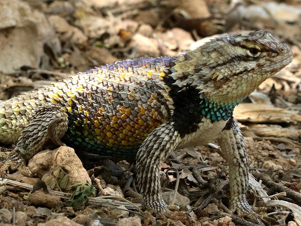 File:Sceloporus magister-male front.jpg