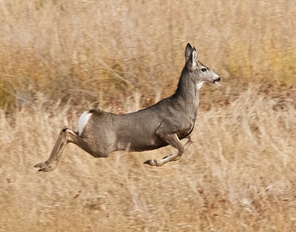 File:Stotting mule deer.jpg