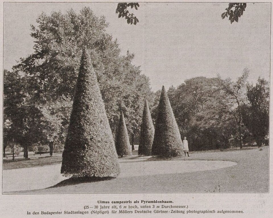 File:Ulmus campestris als Pyramidenbaum.jpg