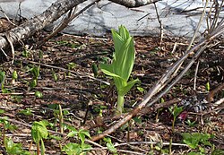 leaf in Mount Haku