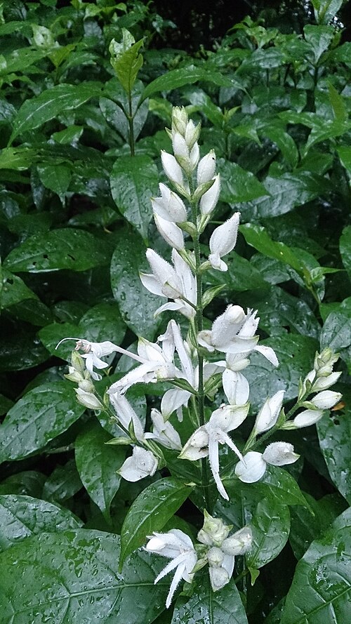 File:White candles (Whitfieldia elongata).jpg