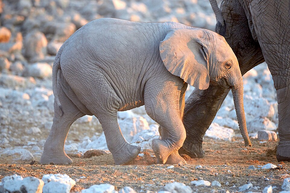 File:African Elephant Baby Walk2 2019-07-23.jpg