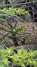 Cenchrus spinifex