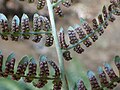 Spores on the underside of the leaf