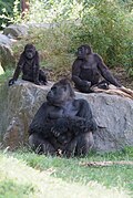 Among mammals, the male gorilla is much larger than the female.