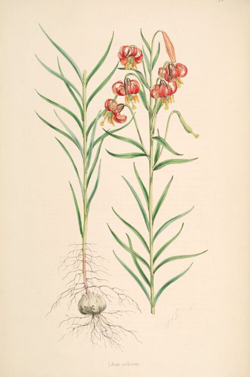 File:Lilium callosum.jpg