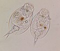 Pair of Lepadella rotifers from pond water