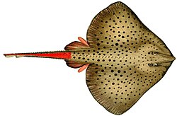 Skates (Raja montagui shown) have their electric organ in the tail.