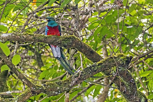 Resplendent quetzal Pharomachrus mocinno ♂ Panama
