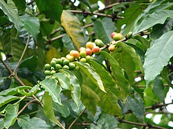 Coffea arabica, from which Maraba coffee is made