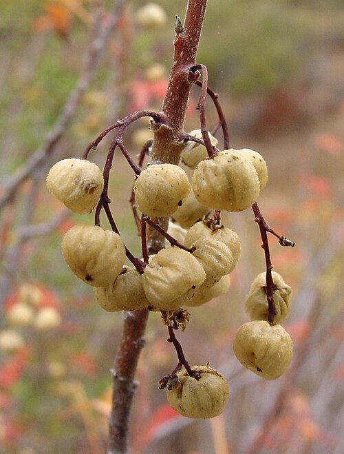 File:Toxicodendron diversilobum berries.jpg