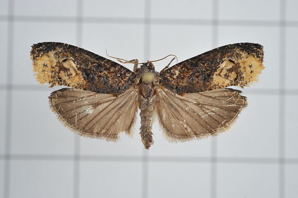 File:A43-20170426-245 (34197759524).jpg