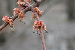 Acer rubrum, flowers, Quebec, Canada