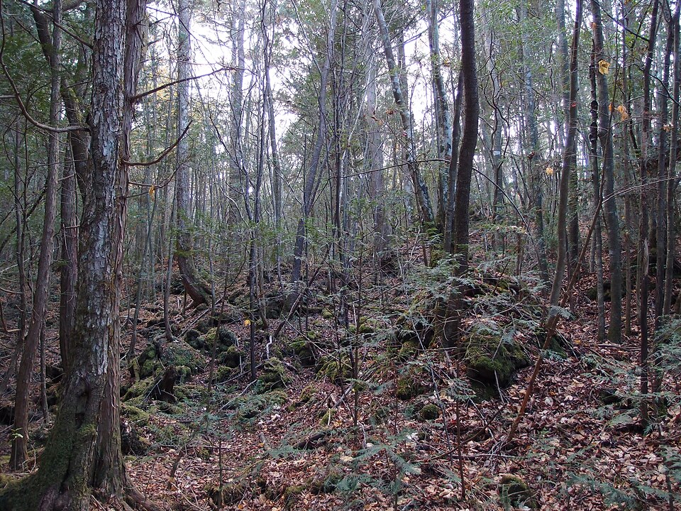 File:Aokigahara Forest (10863170736).jpg