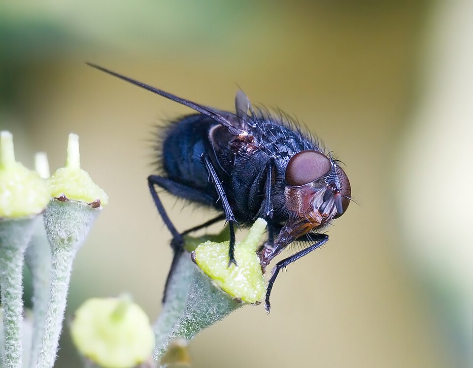 File:Calliphora vomitoria.jpg