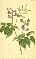 Spring pea