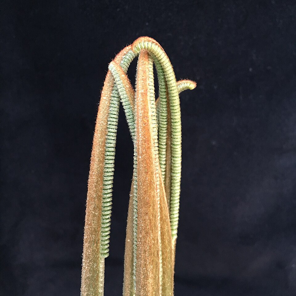 File:Cycas thouarsii unfurling leaves.jpg