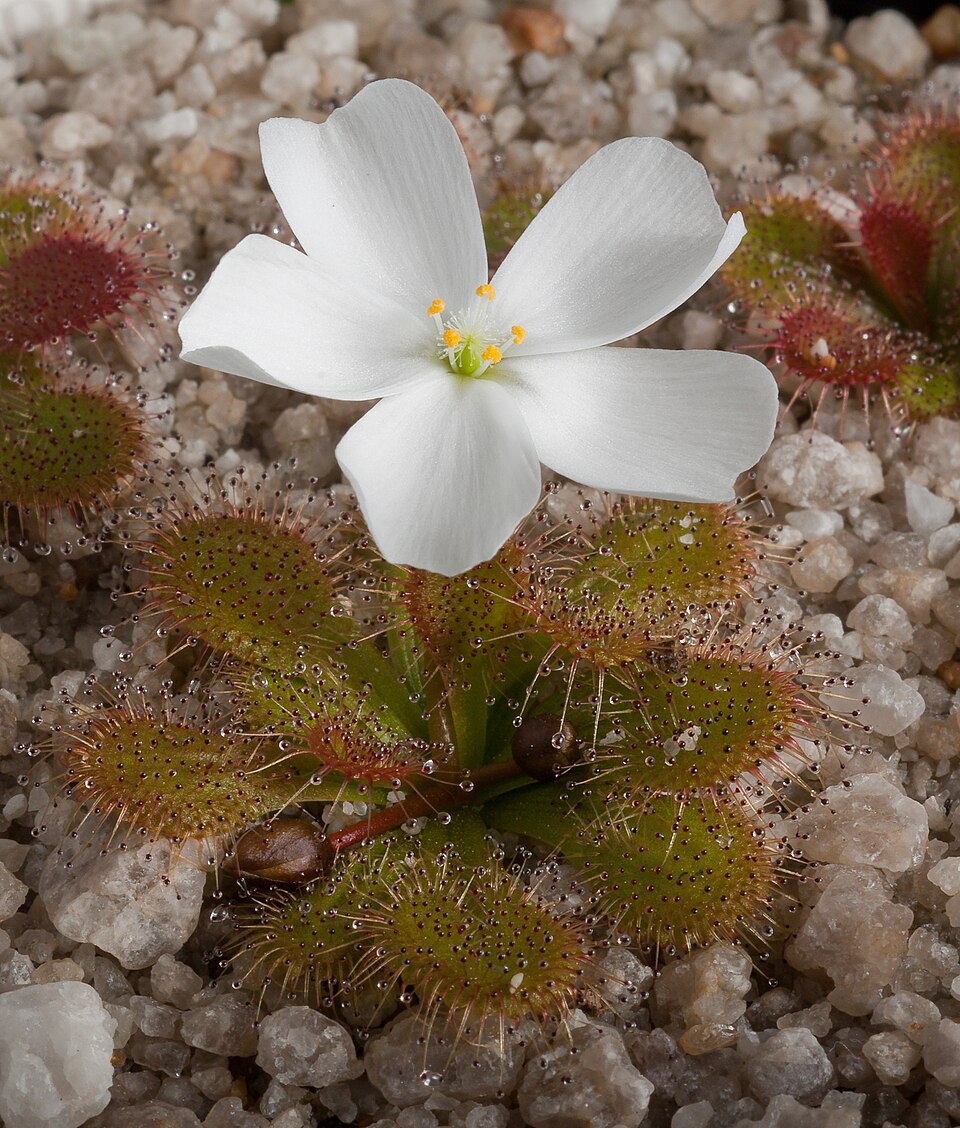 File:Drosera aberrans Victorian form.jpg