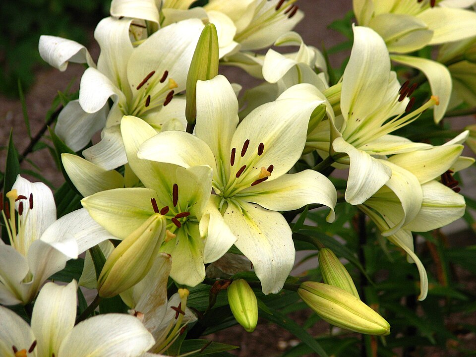 File:Lilium 'Navona' 01.jpg