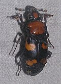 American burying beetle, an endangered species of insect