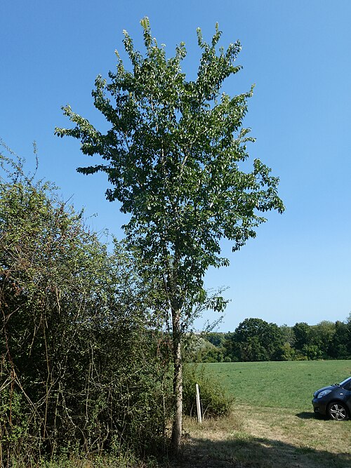 File:Phantasos.jpg