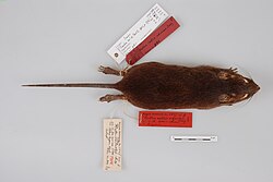 A specimen of a sunburnt rat. It is placed spread-eagled on its stomach, with its pass extended and its tail straight. Hand-written notes are written on labels attached to its legs. It has a distinct dark red colour.