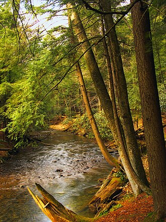 Stream