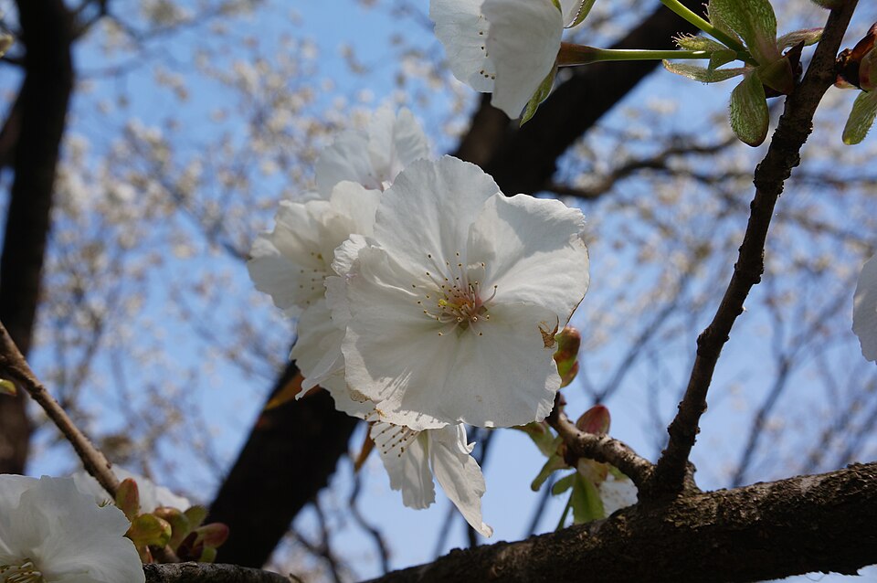 File:Taihaku.jpg