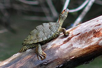 Texas map turtle (Graptemys versa) in situ, Travis Co. Texas (12 April 2012)