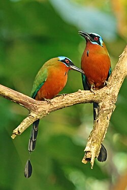 Trinidad motmots Momotus bahamensis<br<Trinidad and Tobago