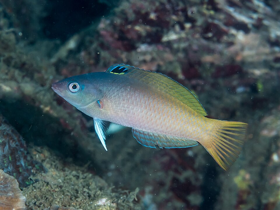 File:Twotone wrasse (Halichoeres prosopeion) (38692765280).jpg