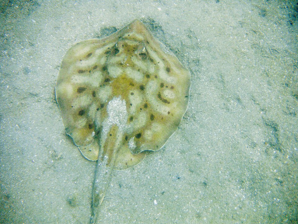 File:Urobatis maculatus danzante.jpg