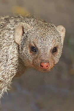 Banded mongoose near Etosha