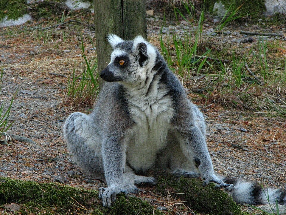 File:Bk lemur, Kristiansand Zoo, Norway.jpg