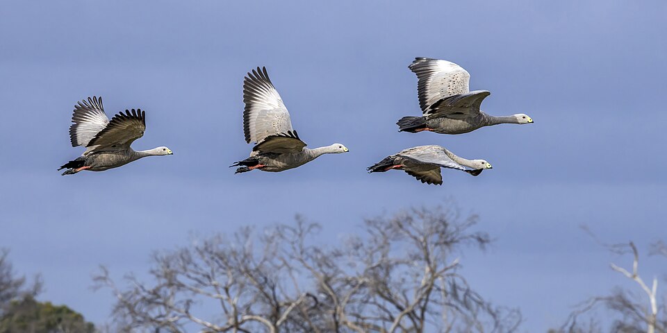 Cape Barren geese Cereopsis novaehollandiae Australia