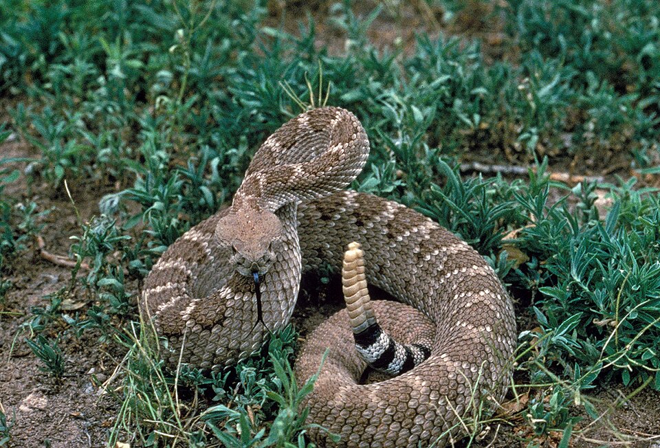 File:Crotalus atrox USFWS.jpg