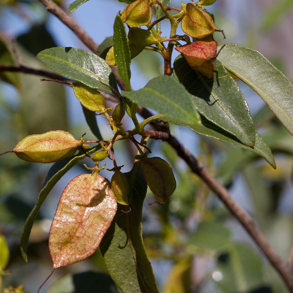 File:Dodonaea petiolaris.jpg
