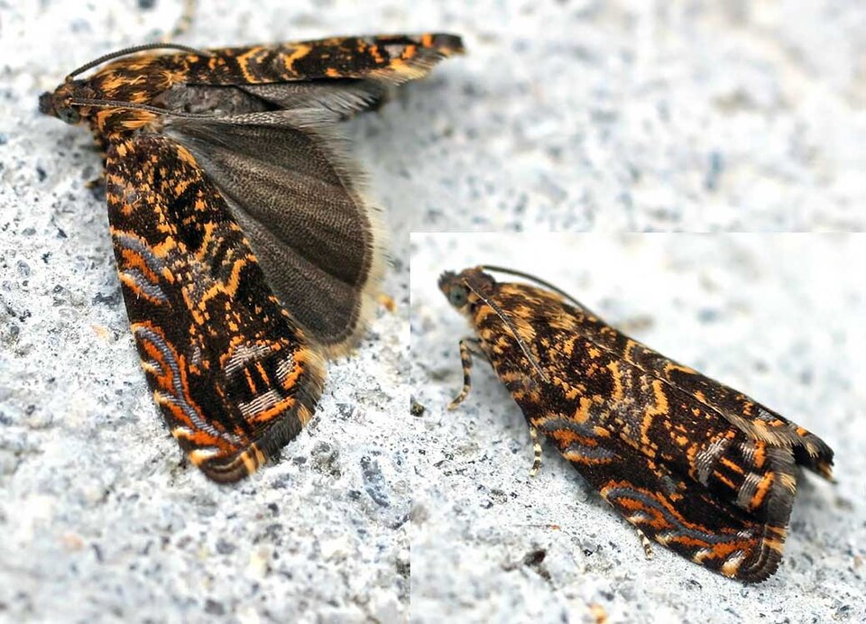 File:Enarmonia formosana.jpg