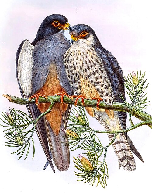 File:FalcoAmurensisGould.jpg