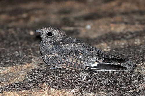 Freckled nightjar Caprimulgus tristigma ♂ Namibia