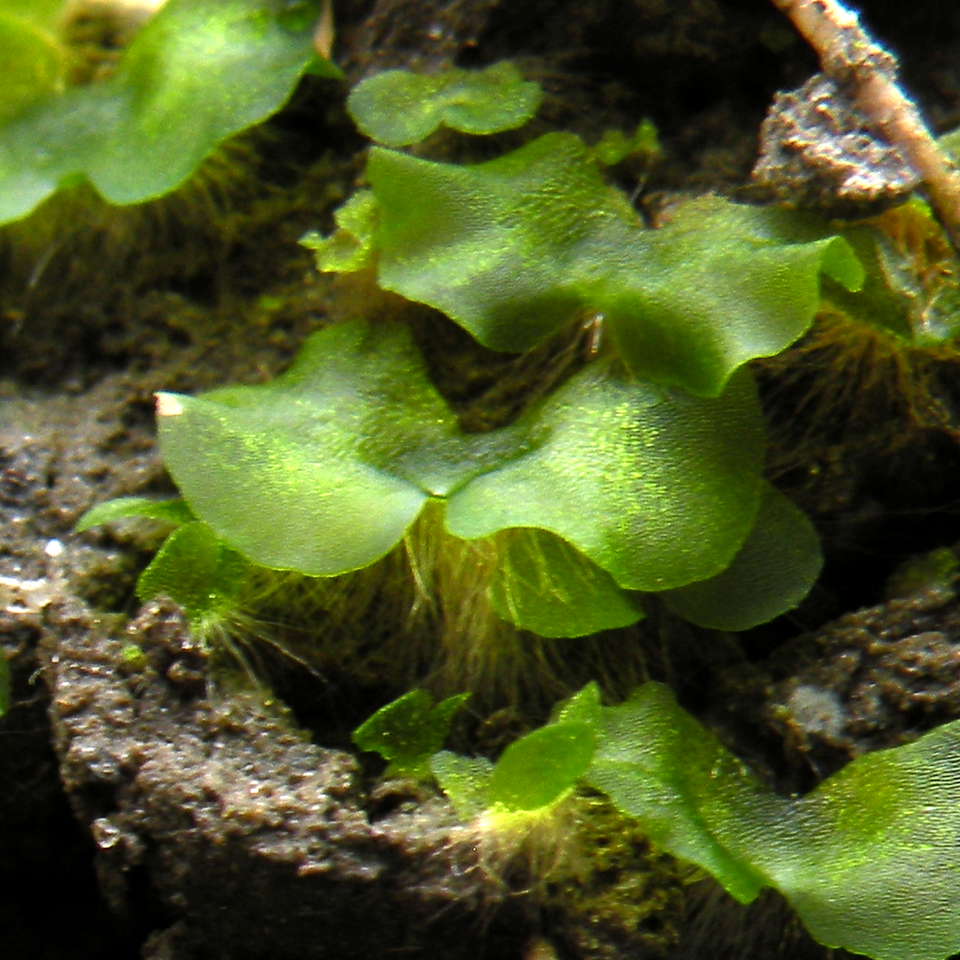 File:Gametophyte2.png