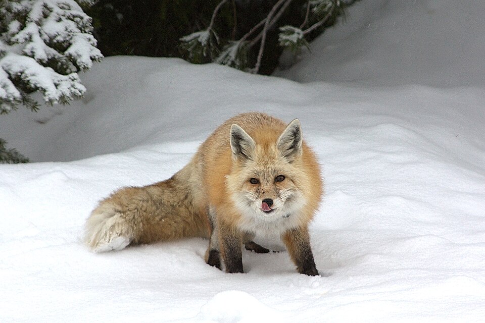 File:Licking her chops (7030763521).jpg