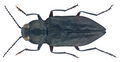 Thumbnail for version as of 13:25, 29 December 2015