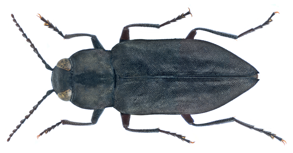 File:Melanophila acuminata (De Geer, 1774) (23201868195).png